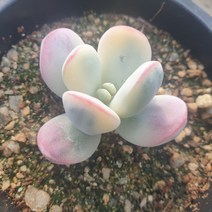 [수암다육] 방울복랑금 랜덤발송 Cotyledon orbiculata cv f. variegata 랜덤발송 다육 다육이 다육식물 312, 1개