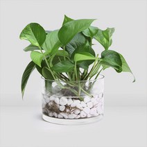 펫플랜트 수경재배 식물 스킨답서스 키우기, 2.스킨답서스(포트1)+유리화병(투명/소)+흰돌(2컵)