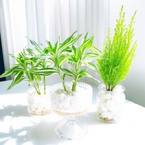 율마 빅토리아 수경재배식물 그늘에서잘자라는 반음지 음지 공기청정 집에서키우기쉬운 실내화초, 향긋한율마