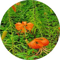 참나리 하늘나리 꽃나리 야생화, 1개