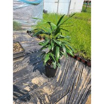 관음죽 중대품 45~70cm 129, 1개