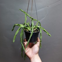 [공룡꽃식물원]립살리스 파라독스 수입식물
