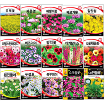 세계 꽃씨 노지월동 식물 야생화 허브 봄 여름 가을 제충국 디기탈리스 새싹 알리섬 꽃씨앗, 해바라기