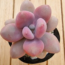 홍미인 키우기 쉬운 실내 화분 예쁜다육 1-15랜덤발송, 단품, 1개
