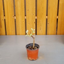 샤인머스켓 묘목 삽목 1년생 포도나무 묘목