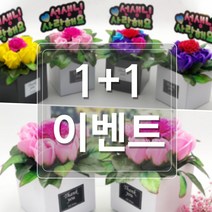 DH프리마 1+1 아네모네 화분 어버이날 카네이션 스승의날, 보라+노랑