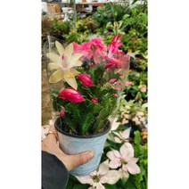 게발선인장 바이올렛 레드 +노랑 혼합 010 랜덤 공기정화식물/미세먼지/공기정화효과 공기정화식물