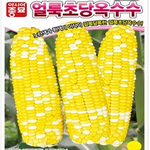 아시아종묘 얼룩초당 옥수수 씨앗 종자, 2000개
