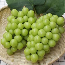 GAP 경북상주 프리미엄 고당도 샤인머스켓 1.5kg(2-3수) 선물세트