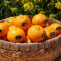 첫 출하!! 제주산지직송 카라향 2.5kg(13-22수 선물용) 나른한 봄을 깨우는 싱그러운 과즙이 팡팡!!