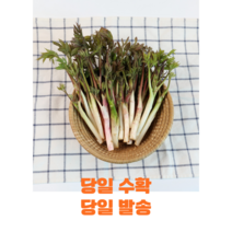 당일수확 국내산 두릅 눈꽃 땅두릅 300g 1kg봄나물 강원도 산지직송