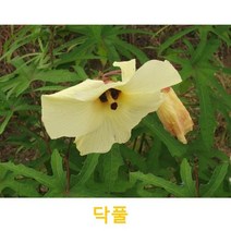 초화식물/야생화 닥풀 화분모종 4개(L0095)