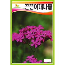 씨앗] 끈끈이대나물 2g