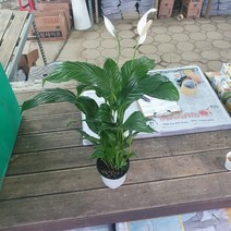 꽃백화점 스파트필름 중품 40~60cm 69