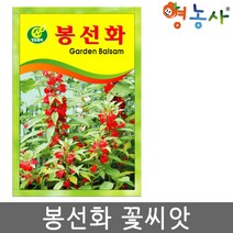 봉선화 씨앗 약 50립