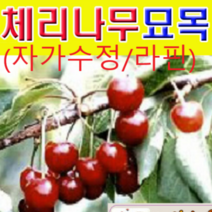 (G소망)자가수정 체리묘목(라핀)접목3년 1그루 결실주