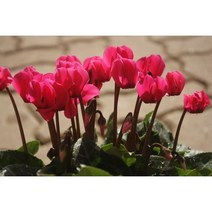 미니시클라멘(분홍)-꽃향이좋아요 오랜기간개화함 실내공기정화