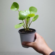 꽃백화점 필레아페페 소품 공기정화식물 45, 1개