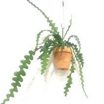 더라라플랜트 토분에 심어진 피쉬본 선인장 행잉플랜트 행잉식물.