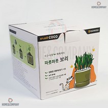 헤어볼 아메리칸숏헤어 통키니즈 터키쉬 재배세트 보리 맹크스 고양이호기심 메인쿤