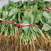 조선흙쟁이 국내산 생 고들빼기 10단, 없음, 단품없음