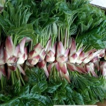 [지리산농부마을] 지리산 야생 개두릅 엄나무순 음나무순, 1팩, 1kg