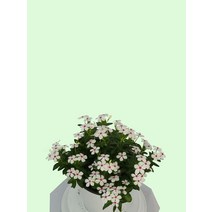 페어리스타 / 관엽 / 관상용 / 그린테리어 / 초본류, 분홍꽃