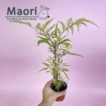 폴리시아스 폴리샤스 폴리셔스 실내공기정화식물 키우기쉬운 반려식물 대성식물, 1개