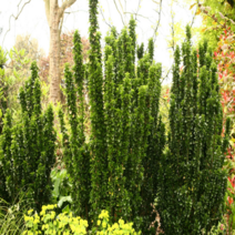 사철나무 10주묶음 H80cm전후 상록수 조경용 울타리 묘목 (세종식물원), 사철나무 h80cm 전후 10주 묶음