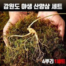 자연산 산양삼 산삼 6년근 국내산100%강원도 횡성 야생 산양산삼 4뿌리 사포닌 진세노사이드 수용성비타민 아미노산 무기질 면역력 효능 보약 효삼 고급 선물세트 인삼/수삼/장뇌삼, 1개, 5~6년근 1박스