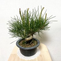 나만의화원 해송분재 미니소나무분재 화분, 1개