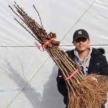 엄나무 묘목 민엄나무, 민엄나무 40-60cm