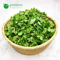 애플민트 500g