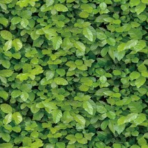 나무 모양 무늬 벽지 방습 방수 포인트 시트지 붙이는 타일 도배지 10m, 14