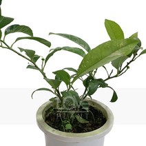 레몬나무(중품)-오렌지/유실수/상록관목/라임오렌지