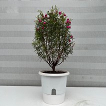 [다은꽃농원]향기좋은 보로니아 헤테로필라(핑크) 외목대 천연향수 키우기쉬운 실내공기정화식물 인테리어