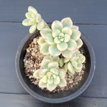 꽃다리 라울금 93 다육식물 다육금 아이만배송