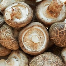 생명표고버섯 판매순위