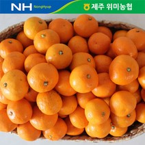 제주 위미농협 노지 감귤 10kg/일반, 단품