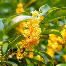 향기에반하다 금목서 오스만투스 향 프래그런스 오일 디퓨저 룸스프레이 방향제 향오일, 금목서 향오일100ml