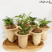 나라아트 난 모음, 13.설산(대품)