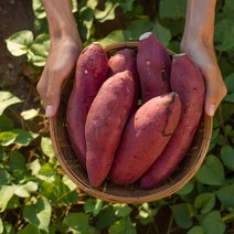 [자연별미]산지직송 해남 베니하루카 2022 햇 꿀밤고구마, 비세척 햇 고구마 한입 10kg