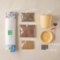 알로에 키우기 DIY KIT 알로에화분 알로에묘목, 알로에 화분 DIY 세트