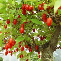 착한가격나무생각 / 왕보리수 / 1등묘