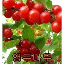 앵두나무 접목1년특묘 나무 묘목 앵두나무