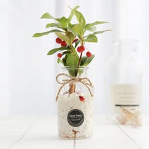 그린테라피 수경재배식물 유리병 실내공기정화식물 수중식물키우기 DIYSET, 천냥금+직선