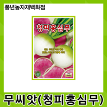 청피홍심무 600립/겉은 푸르고 속은 붉은 맛있는 무 씨앗