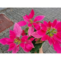 떡잎상가 러빙유-포인세티아, 1개