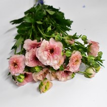 버터플라이 피치 노랑 진핑크 (강남꽃도매시장 생화택배) 꽃예꽃, 며칠 기다렸다가 꽃 입고 되는대로 발송, 금~일요일 구매시 (화요일 도착)