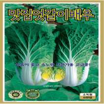 OK농장 [[엇갈이배추] 얼갈이배추(6000립)] 얼갈이배추씨앗 엇갈이배추씨앗 배추씨앗 종묘 묘종 씨앗 채소씨앗 꽃씨앗(KS종묘)